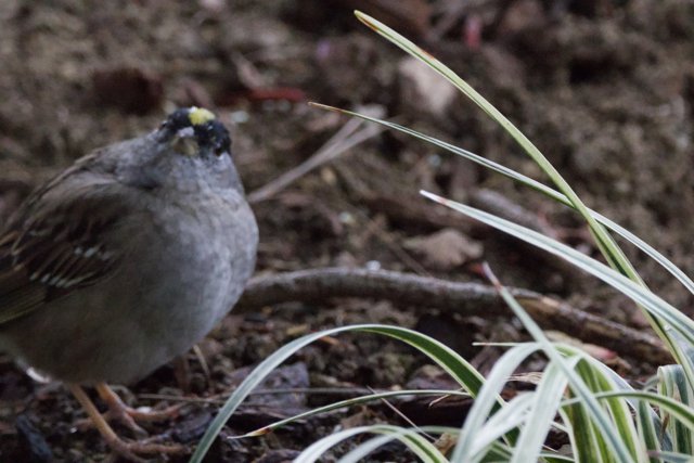 Curious Sparrow in its Natural Habitat