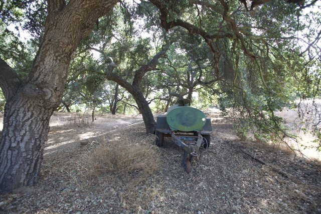Cart Parked Under a Majestic Tree
