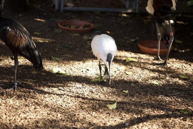 Avian Ensemble: November Gathering at SF Zoo