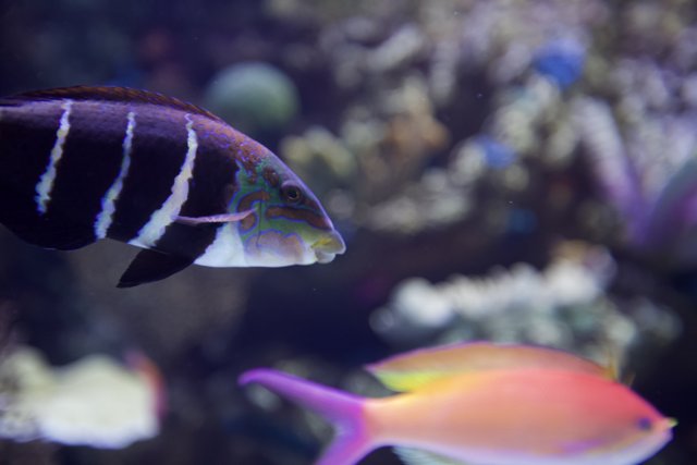 Striped Surgeonfish with Vibrant Tail