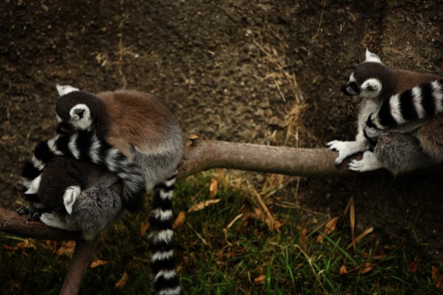 Lemur Duo at Oakland Zoo