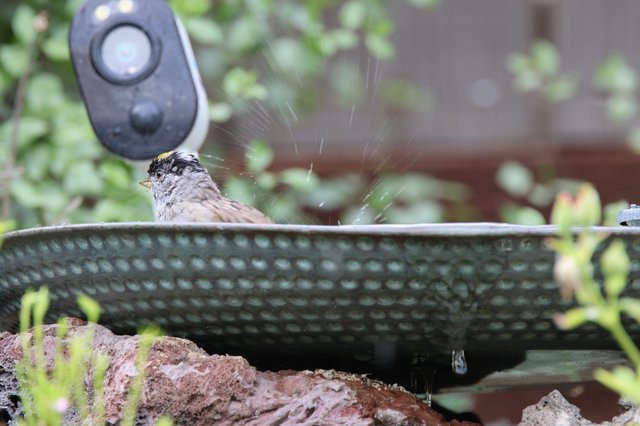 Golden-Crowned Sparrow Bathing in Garden Bird Bath