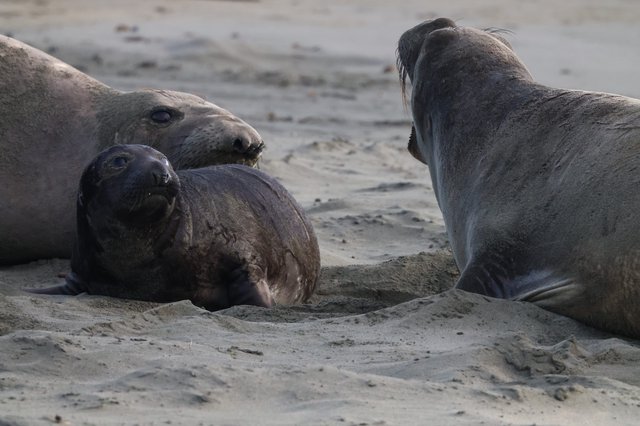 Elephant Seal Family Resting on Sandy Beach