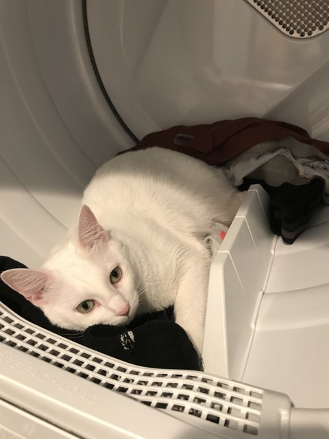 Feline Laundering