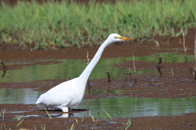 Great Egret Hunting in Shallow Wetland Waters