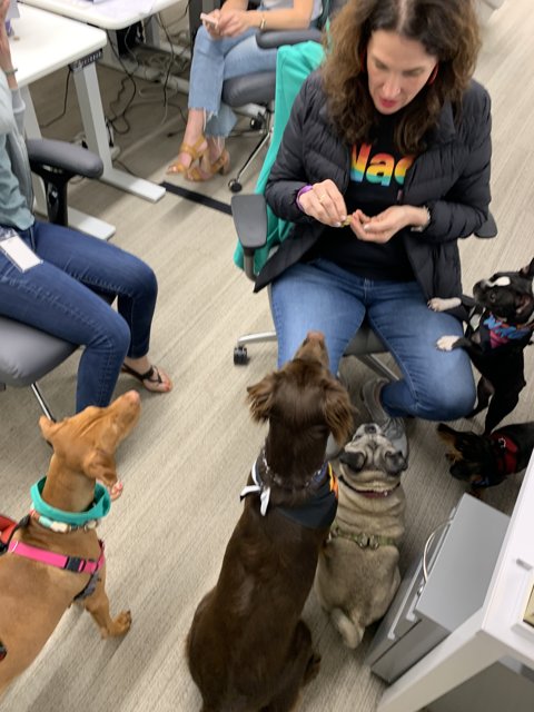 Woman and her furry friends on a Swivel Chair