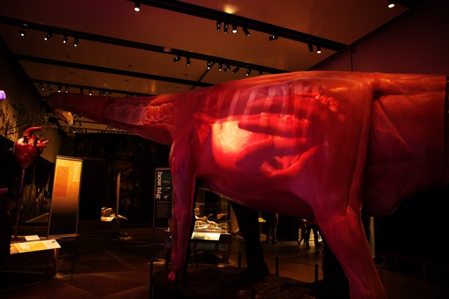The Artful Pink Horse Exhibit