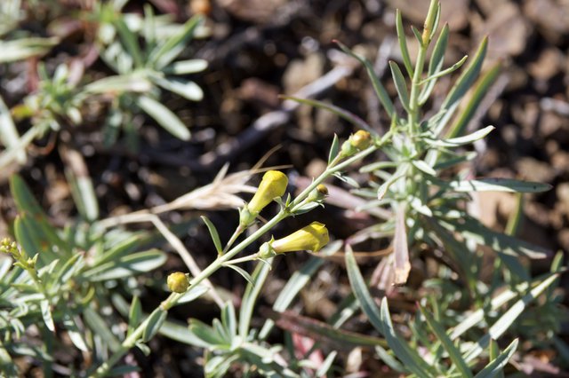 Yellow Wildflower Buds Emerging on Arid Hillside