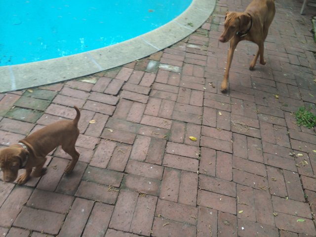 Two Canine Companions Walking Near the Pool