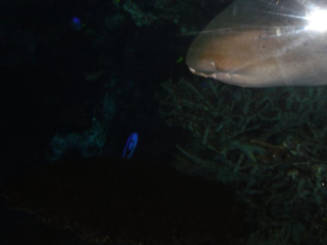 Glowing Shark in Dark Waters