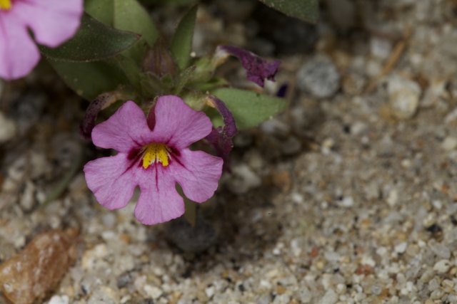 Geranium Blossoming in Sand