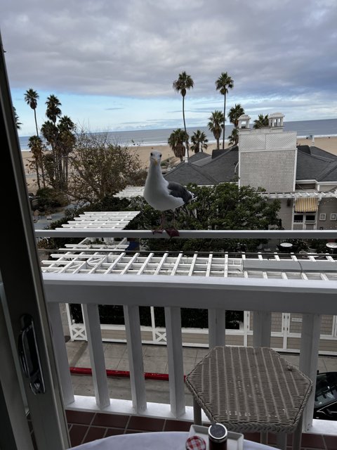 Seagull on a Santa Monica Balcony