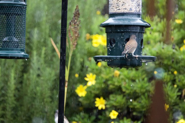 Bird Feeding in the Rain at Garden Feeder