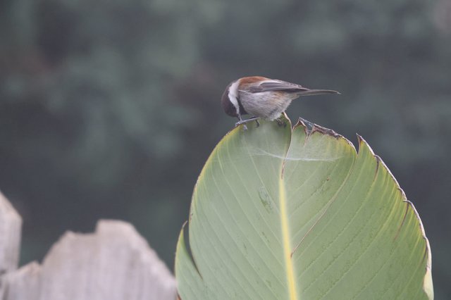 Chestnut-Backed Chickadee Foraging on Banana Leaf