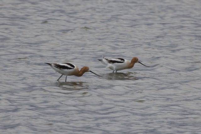 Gentle Waders of San Pablo Bay