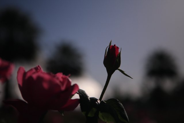 The Beauty of a Rose at St. Petersburg Botanical Gardens