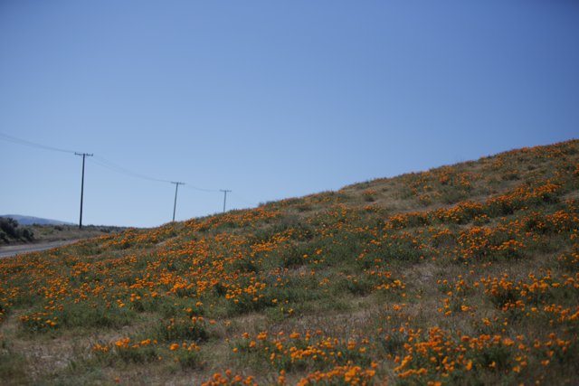 Orange Bloom on a Grassland Hill