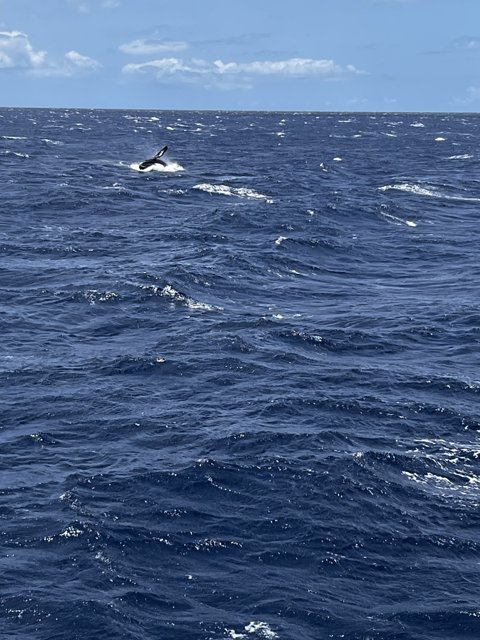 A Playful Dolphin in the North Pacific