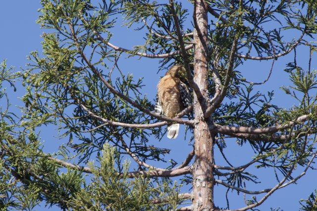 Perched Majesty
