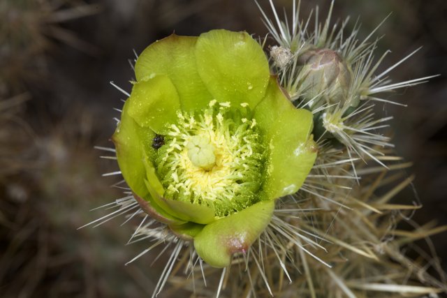 Buzzing on Cactus Pollen