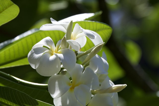 Serene White Blossoms of the Honolulu Zoo