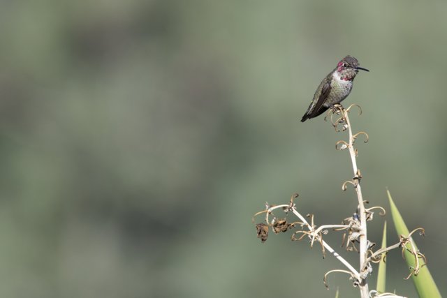 A Pause in Flight: Hummingbird Portrait 2023