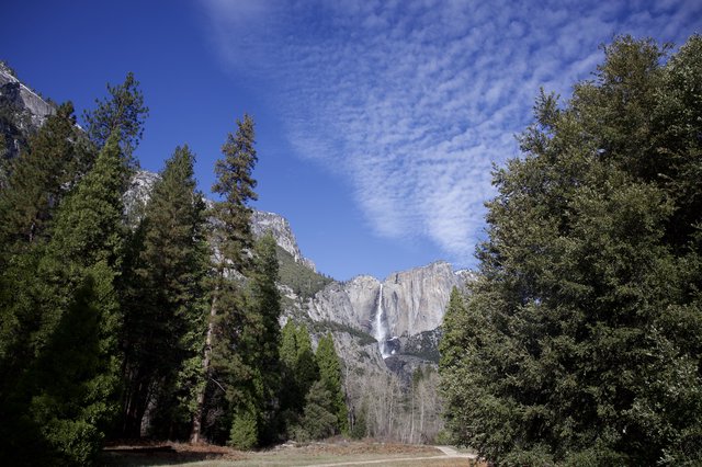 Yosemite Falls Framed by Evergreens in Winter