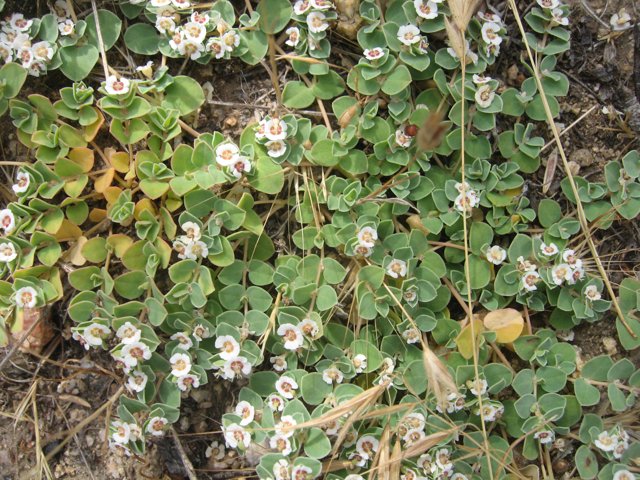 White Flowers and Brown Leaves