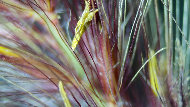 Crimson and Gold: Macro Grass Awns Up Close