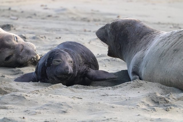Elephant Seal Pups Resting on Drakes Beach
