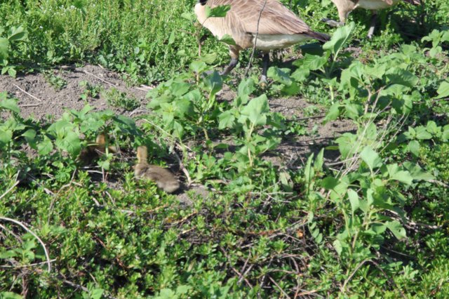 Canada Goose Family Foraging in Wetland Vegetation