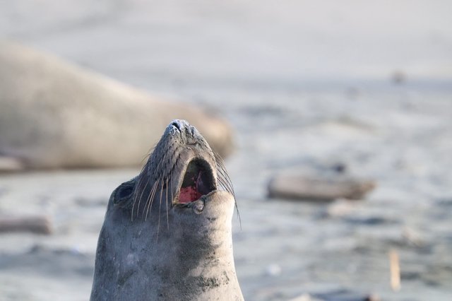 Elephant Seal Pup Calling Out at Drakes Beach
