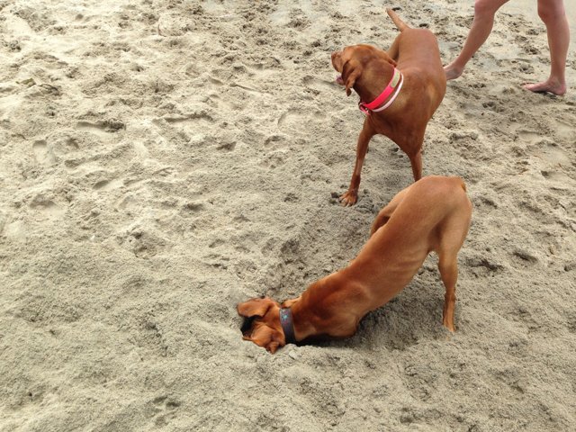 Canine Beach Buddies