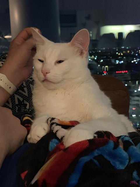 White Cat Takes a Nap on a Human's Lap