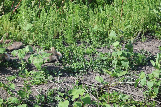 Ducklings Foraging Among Garden Vegetation and Cover Crops