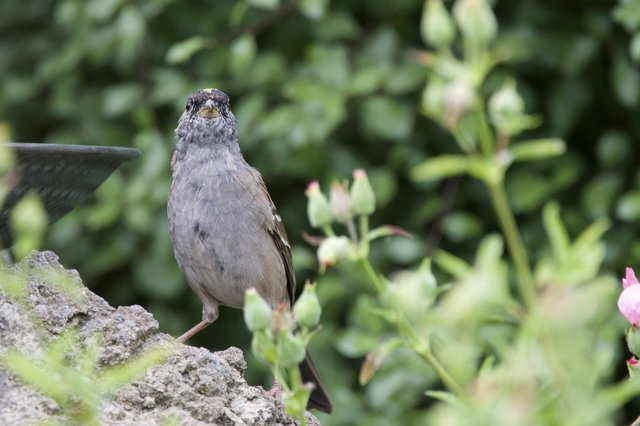 Gray Bird Perched on Lichen-Covered Stone in Garden