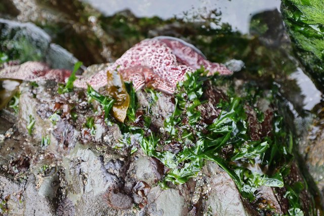Pink Sea Star Resting Among Intertidal Seaweed
