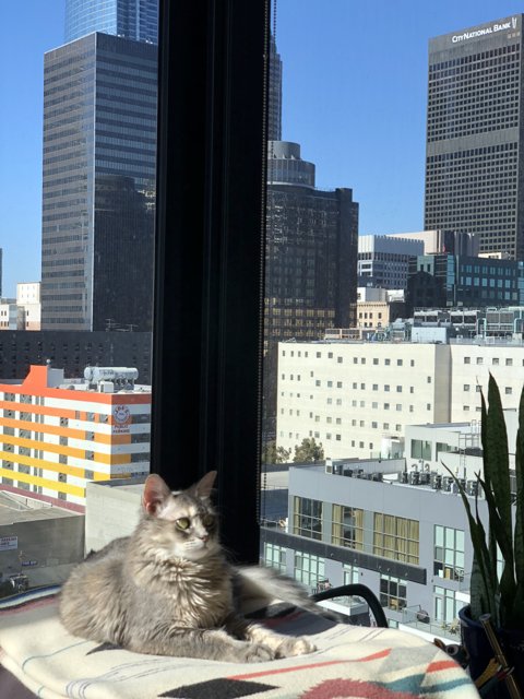 City Cat Contemplations