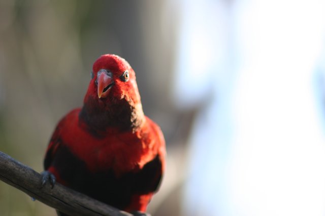 Red bird perched on a branch