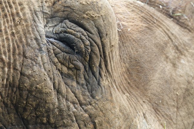 Gentle Gaze: Close-Up of an Elephant at Honolulu Zoo
