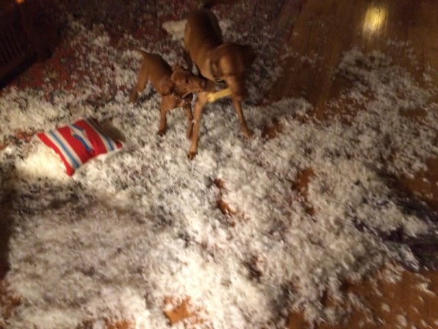 Puppies Playing in a Shredded Paper Party