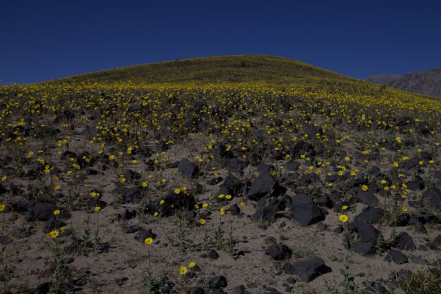 Sunny Yellow Flower Field in the Desert