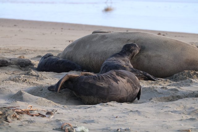 Northern Elephant Seal Mother and Newborn Pup at Rest