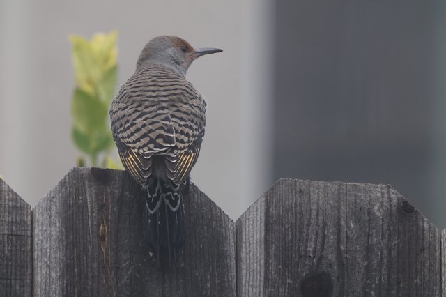 Northern Flicker Perched on Weathered Wooden Fence