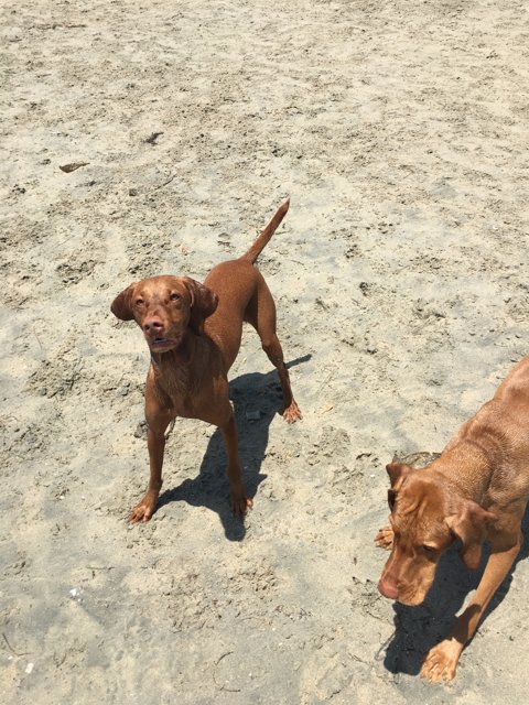 Two Dogs Enjoying a Day at the Beach