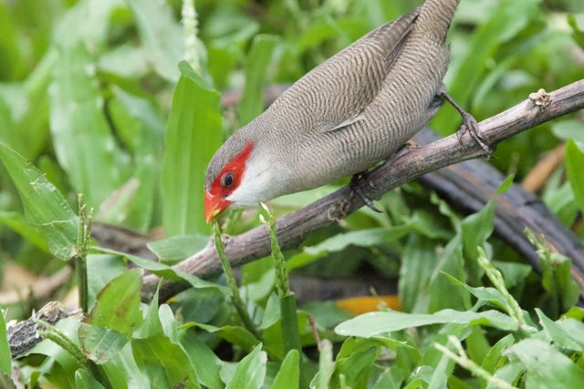 Crimson Crowned: A Finch in Focus at Honolulu Zoo