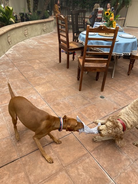 Canine Playtime on a Californian Patio