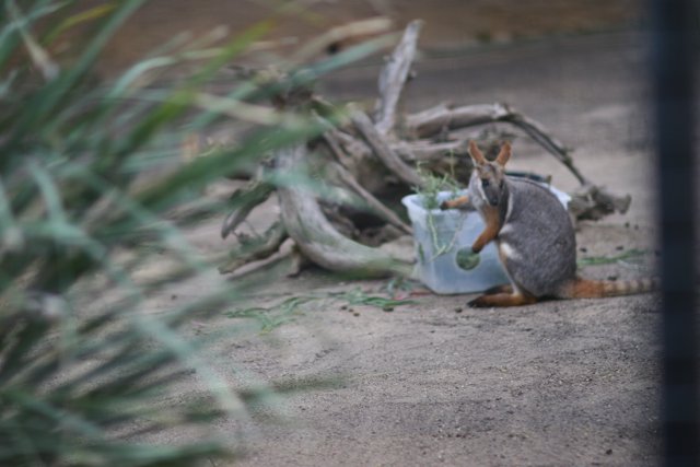 Tiny Mammal by the Bucket