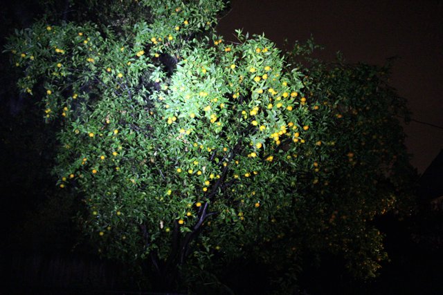 Bountiful Citrus Tree