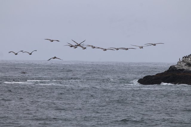 Pelican Squadron Soaring Over Pacific Coastal Waters
